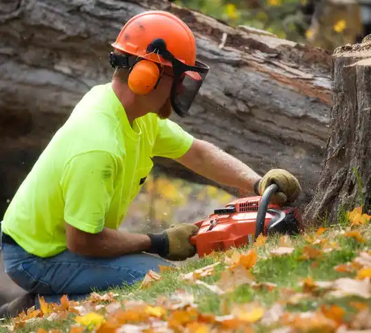 tree services Indian Springs